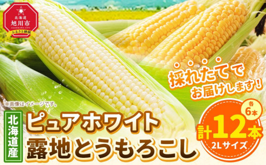 【先行予約】北海道産ピュアホワイト・露地とうもろこし　計12本 2025年8月下旬から発送開始予定_00113