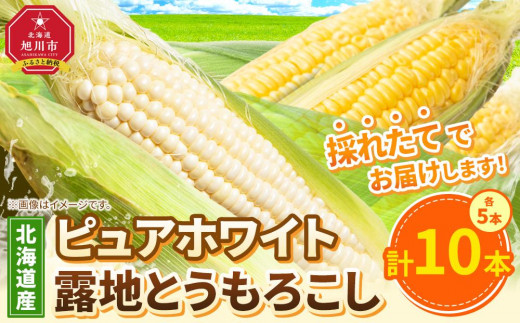 【先行予約】ピュアホワイト5本・露地とうもろこし5本　合計10本　2025年8月下旬から発送開始予定 _04756