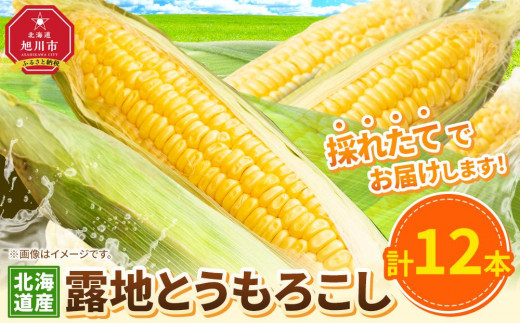 【先行予約】露地とうもろこし　合計12本　2025年8月下旬から発送開始予定_04755