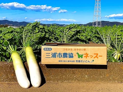 【三浦市】と連携し全国約100団体へ‟三浦ブランド野菜“を届けました